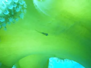 Pentax WG-90, juodos spalvos