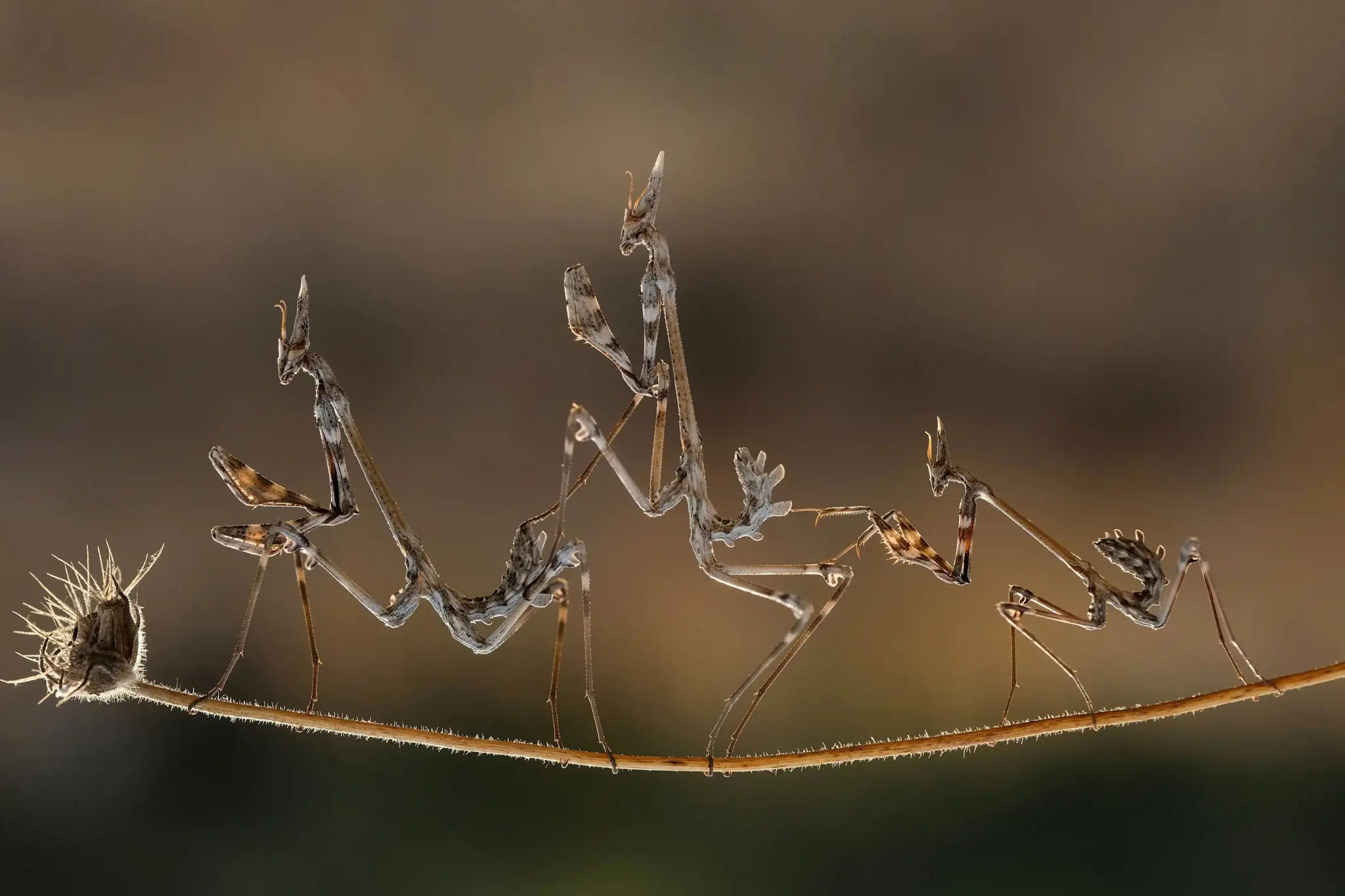 FUJIFILM FUJINON XF 80mm F2.8 R LM OIS WR Macro