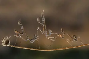 FUJIFILM FUJINON XF 80mm F2.8 R LM OIS WR Macro