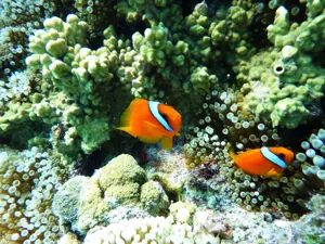 Pentax WG-90, juodos spalvos