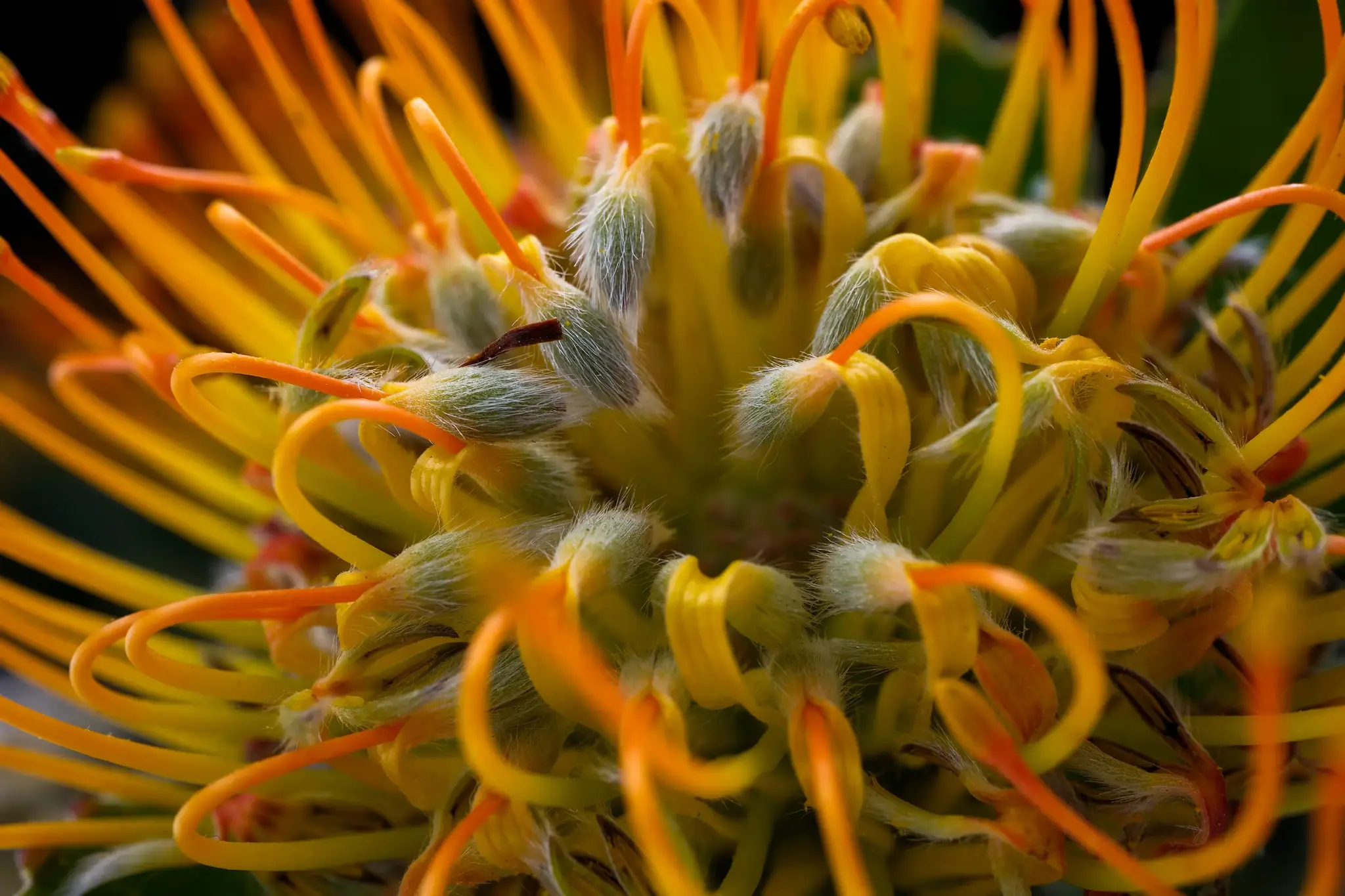 Fujifilm X-T50 body, silver