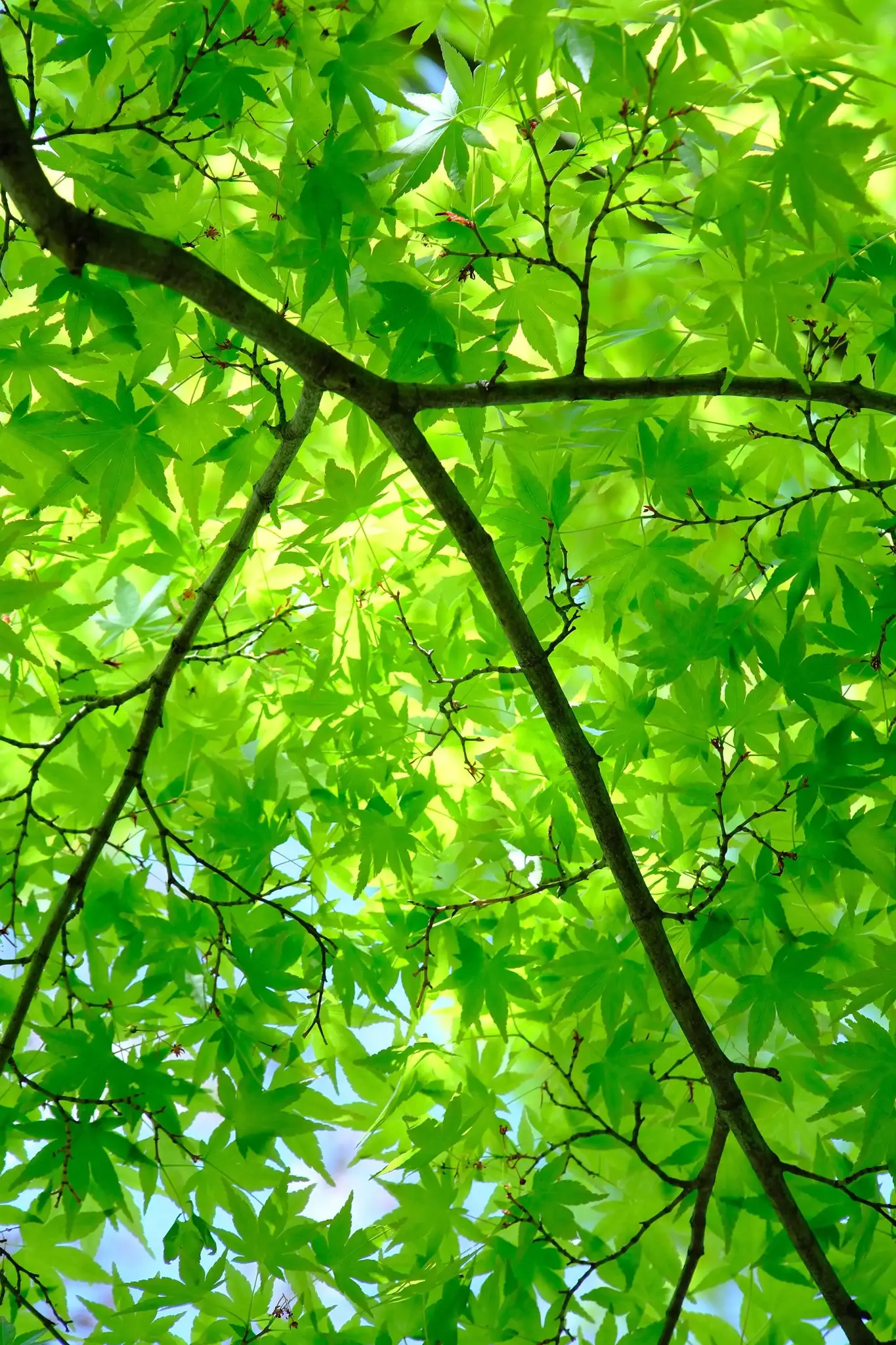 FUJIFILM FUJINON XF 18-120mm F4 LM PZ WR