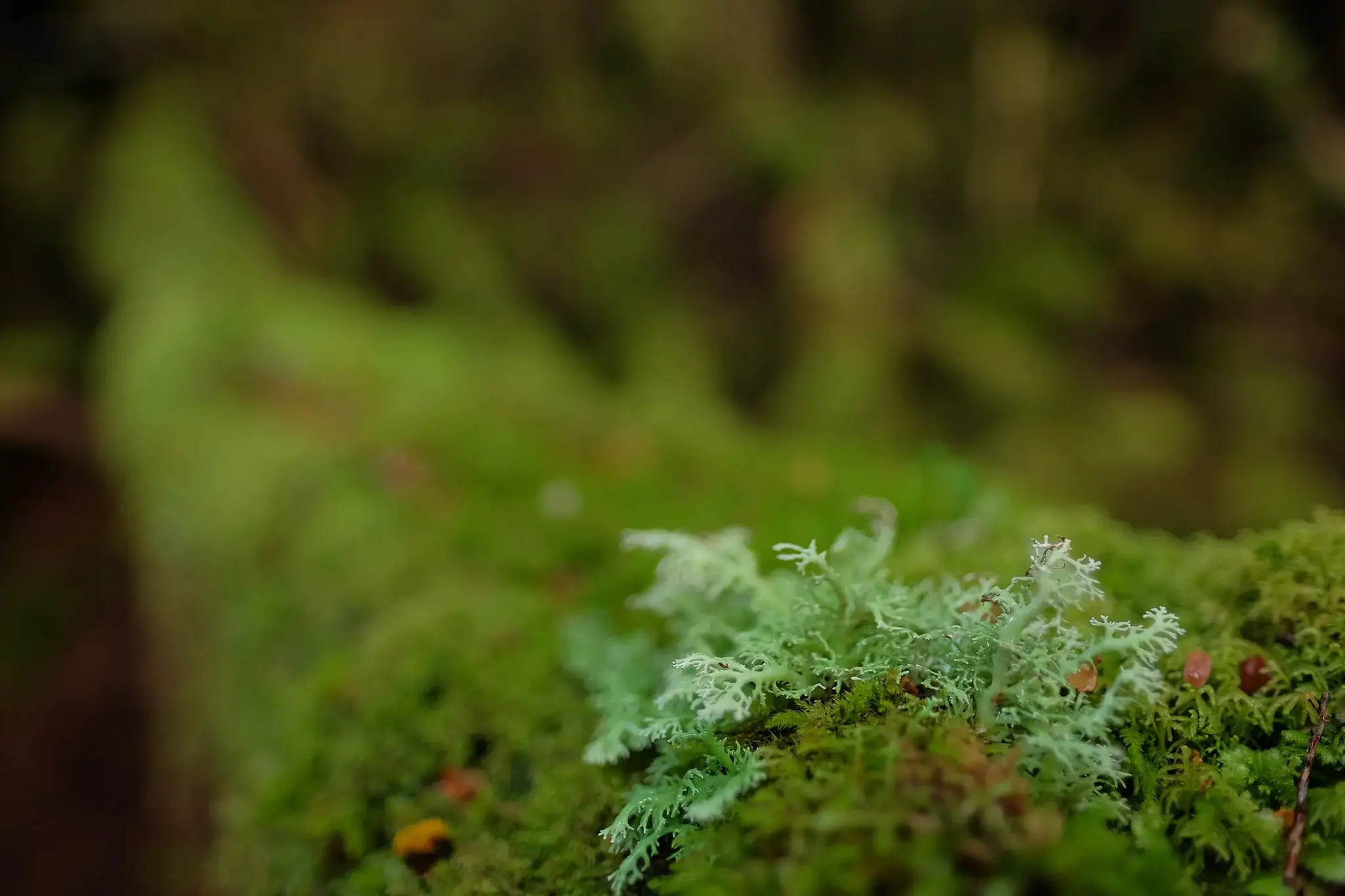 Fujifilm Fujinon XF 16mm F1.4 R WR