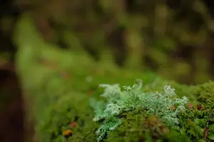 Fujifilm Fujinon XF 16mm F1.4 R WR