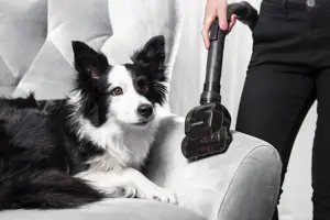 Concept VP5151 Furious Animal bagless vacuum cleaner