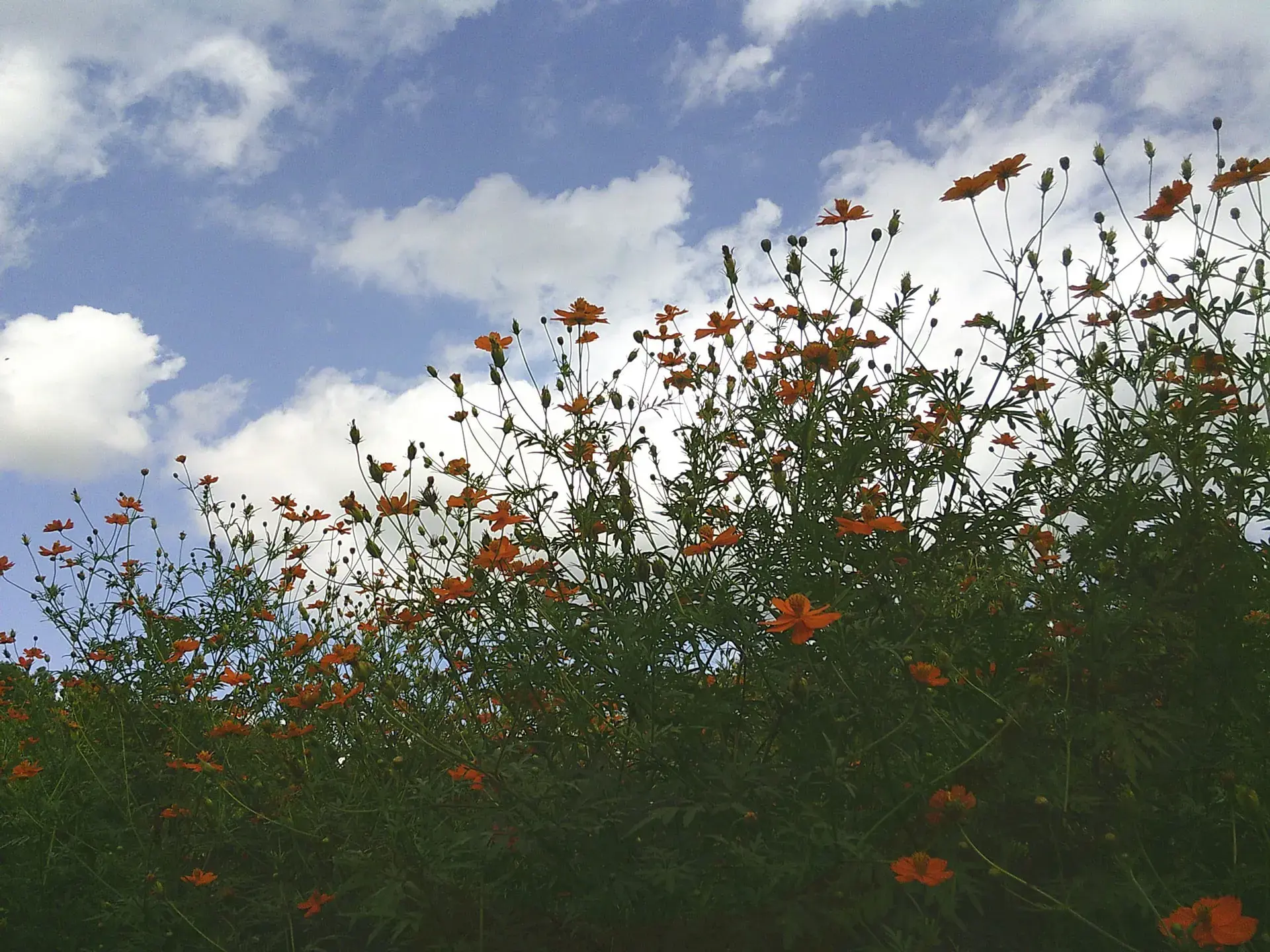 Kenko KC-AF11, green