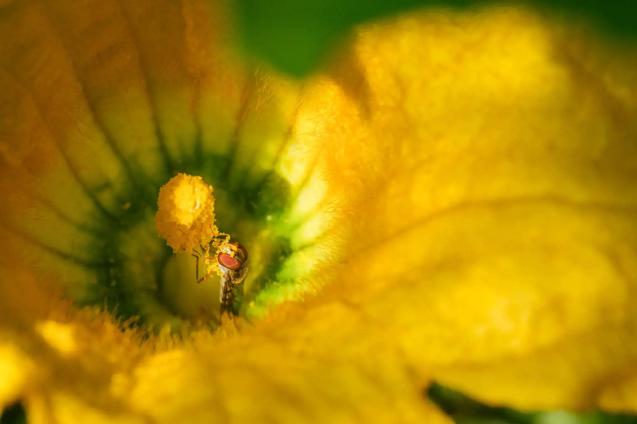 "Fujifilm X-H2" korpusas, juodas