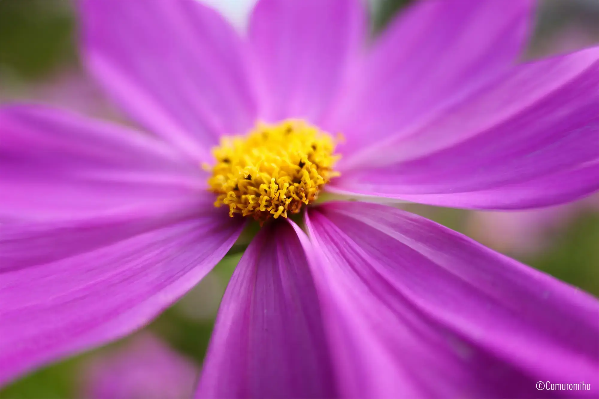 Panasonic Lumix S 28-200mm f/4-7.1 Macro O.I.S. lens