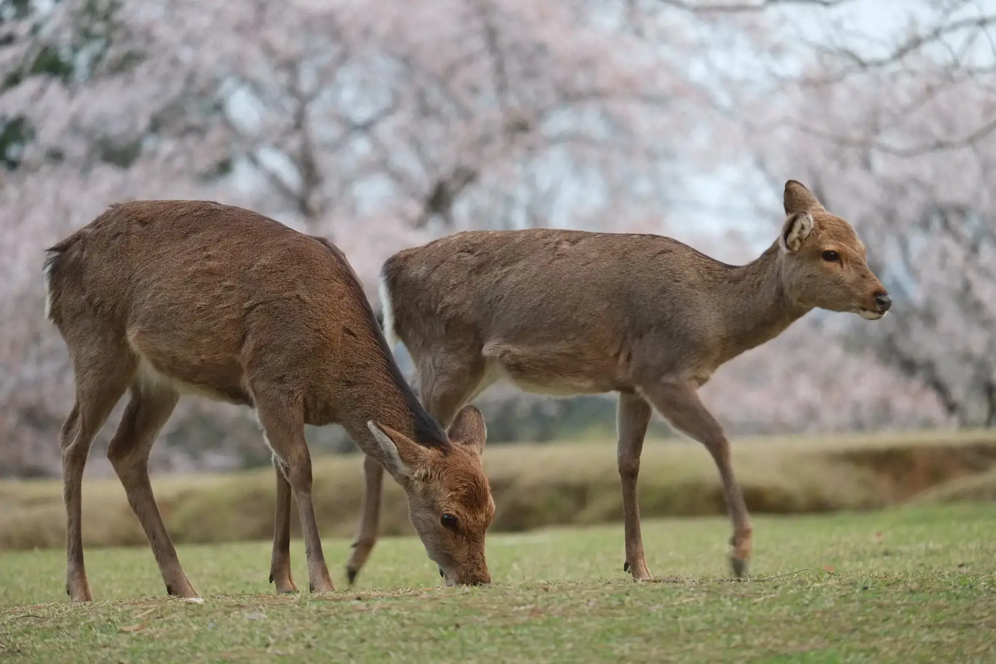 Fujifilm Fujinon XF 55-200mm F3.5-4.8 R LM OIS