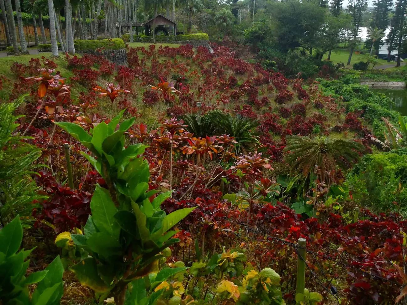 Pentax WG-1000, green