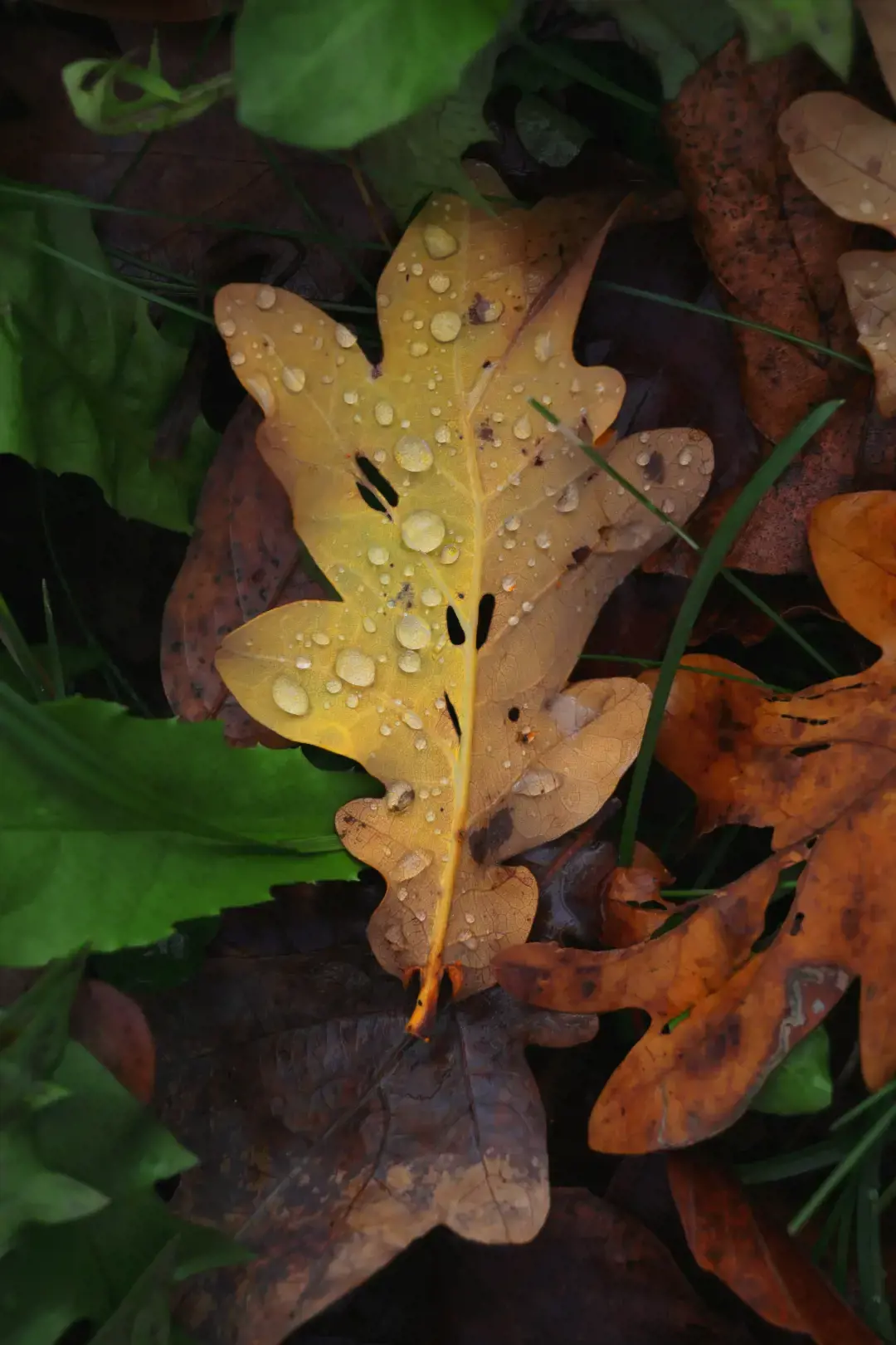 "Canon EOS R50", baltas + RF-S 18-45mm F4.5-6.3 IS STM rinkinys, 24,2 MP, 6000 x 4000 taškų, CMOS, 4K Ultra HD, jutiklinis ekranas, baltas