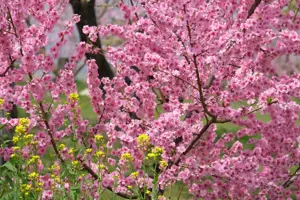 Fujifilm Fujinon XF 55-200mm F3.5-4.8 R LM OIS
