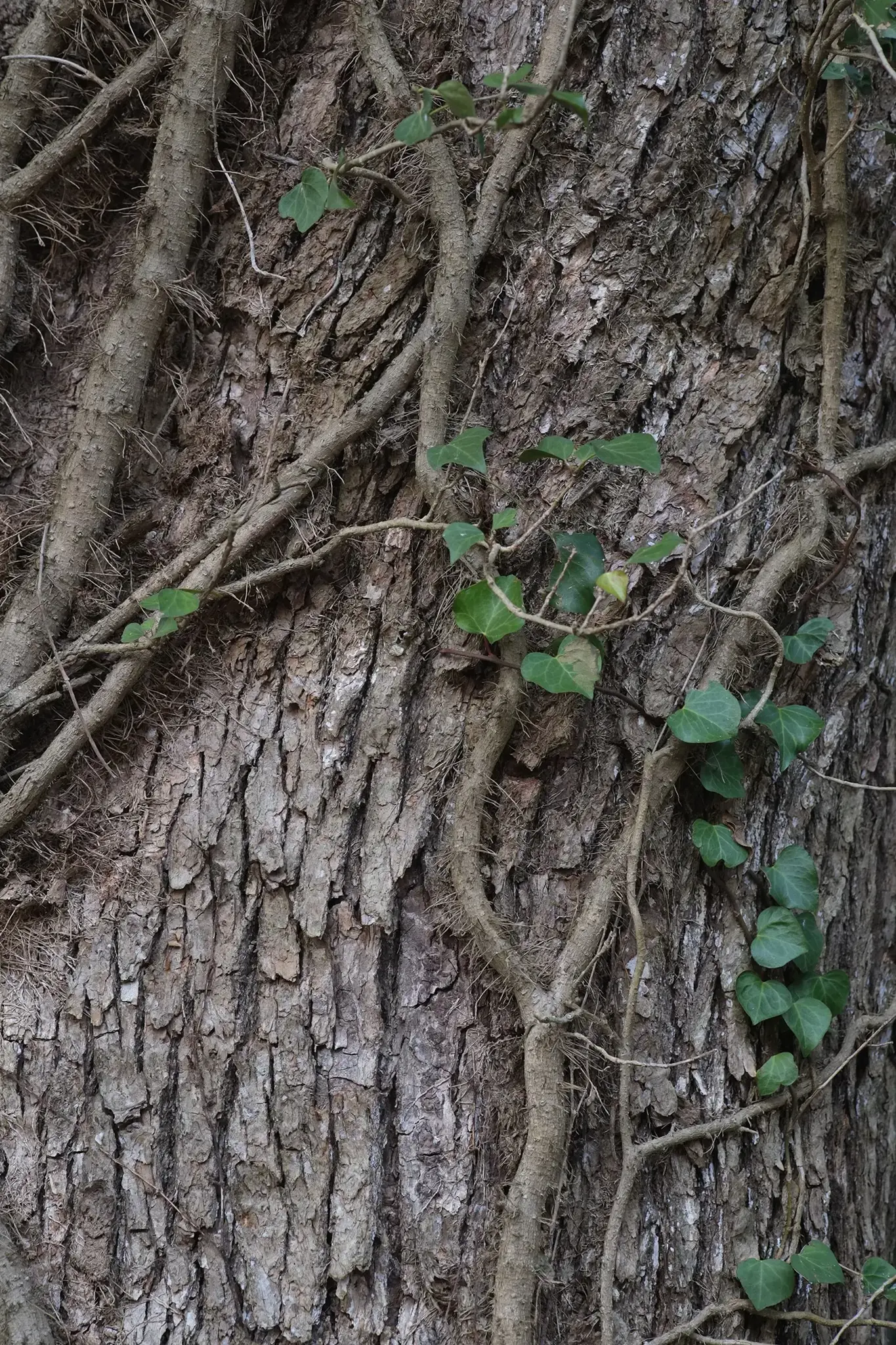 Fujifilm Fujinon XF 60mm F2.4 R Macro