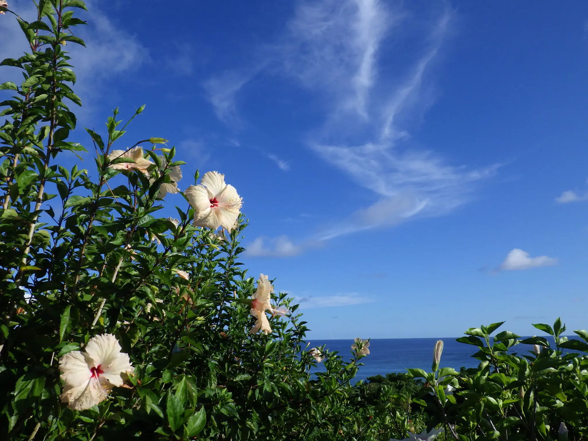 Pentax WG-90, juodos spalvos