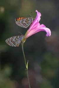 FUJIFILM FUJINON XF 80mm F2.8 R LM OIS WR Macro