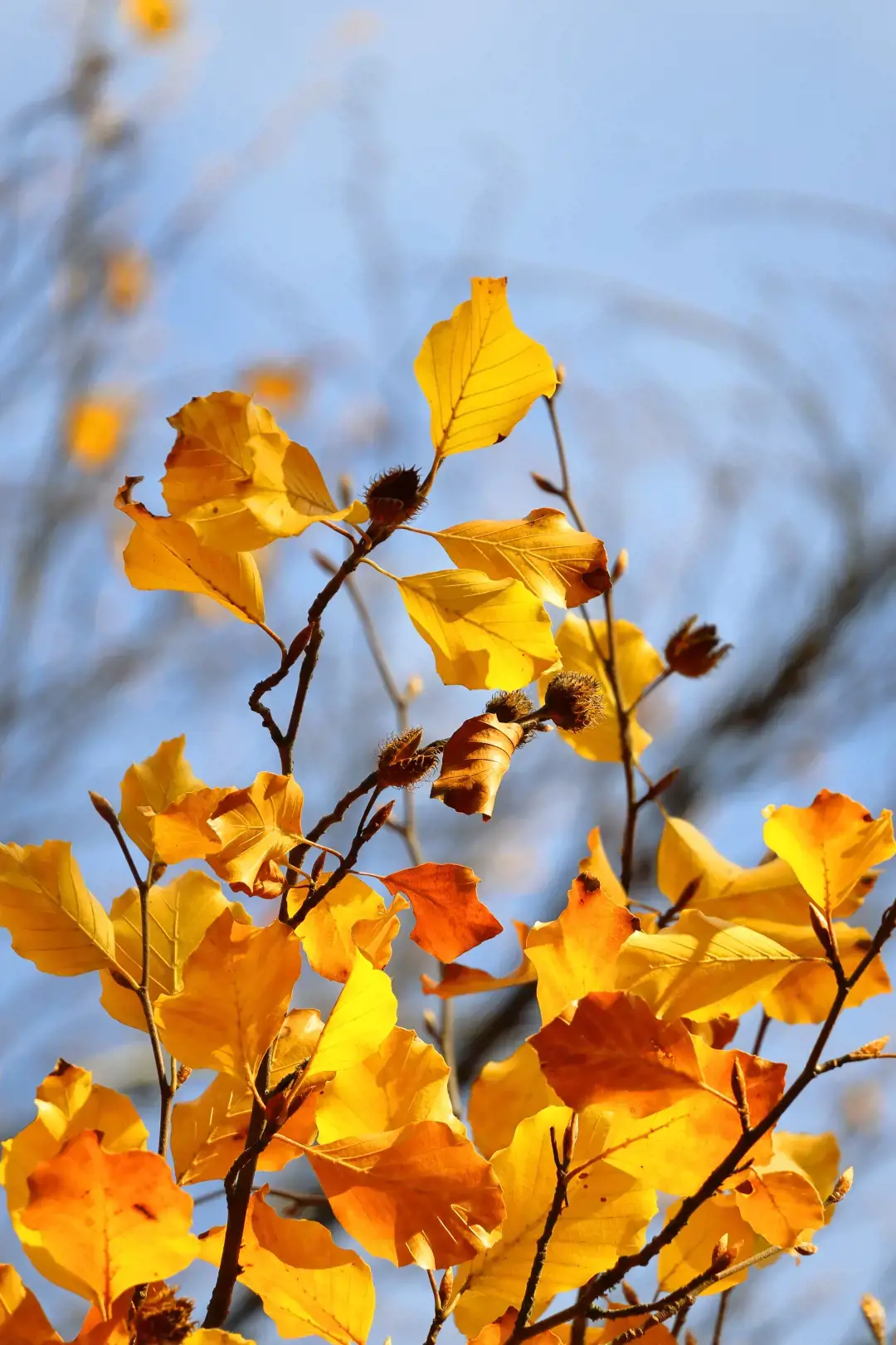 "Canon EOS R50", baltas + RF-S 18-45mm F4.5-6.3 IS STM rinkinys, 24,2 MP, 6000 x 4000 taškų, CMOS, 4K Ultra HD, jutiklinis ekranas, baltas