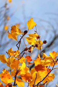 "Canon EOS R50", baltas + RF-S 18-45mm F4.5-6.3 IS STM rinkinys, 24,2 MP, 6000 x 4000 taškų, CMOS, 4K Ultra HD, jutiklinis ekranas, baltas