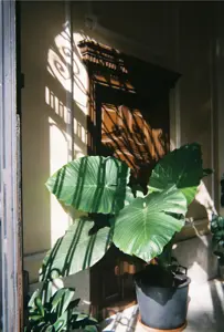 Fujifilm Quicksnap 400/27 Flash New