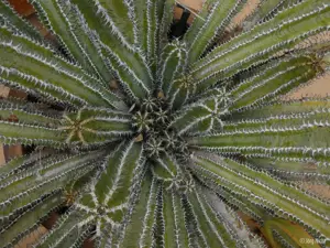 Panasonic Lumix DC-TZ99, black