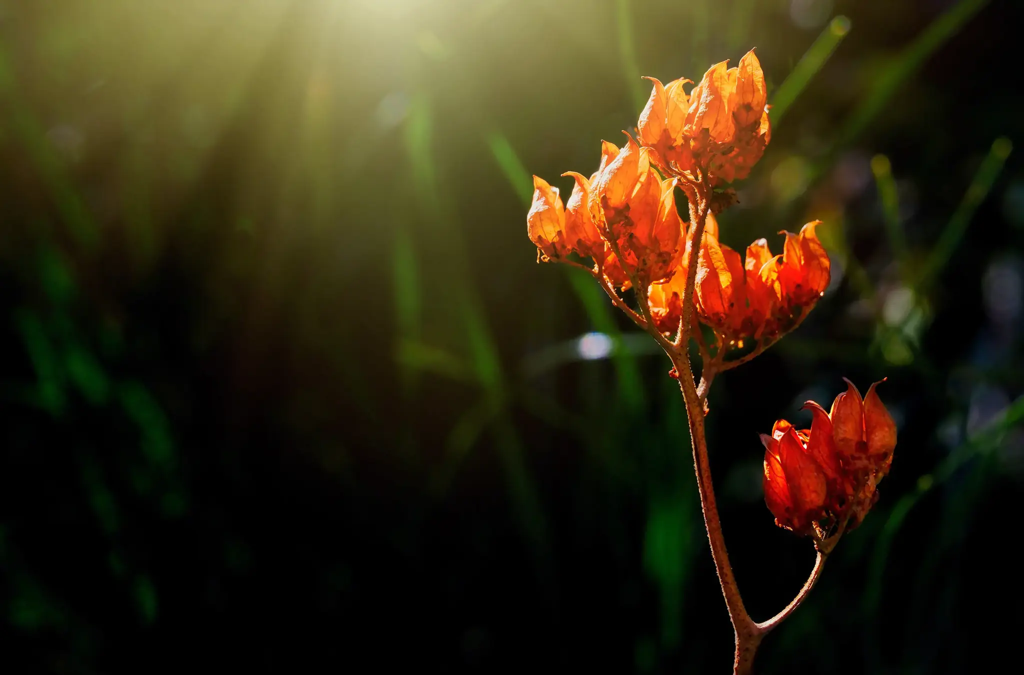 Fujifilm Fujinon XF 30mm f/2.8 R LM WR makro objektyvas