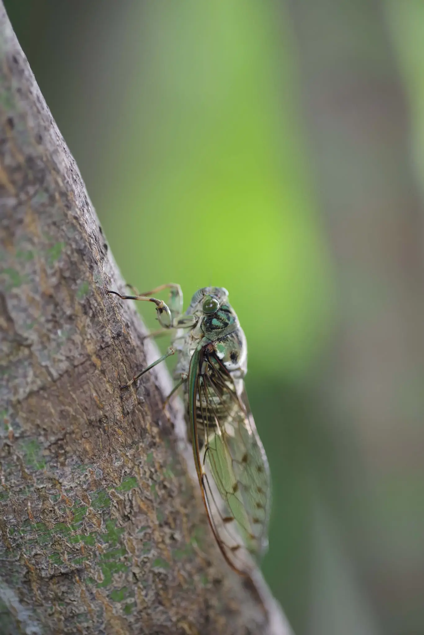 HD Pentax D-FA 100mm f/2.8 Macro ED AW objektyvas, juodas