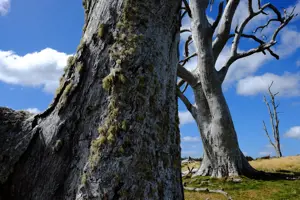 Fujifilm Fujinon XF 16mm F1.4 R WR