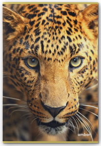 A4 Exercise Book 48sh 90g Wild Life lin