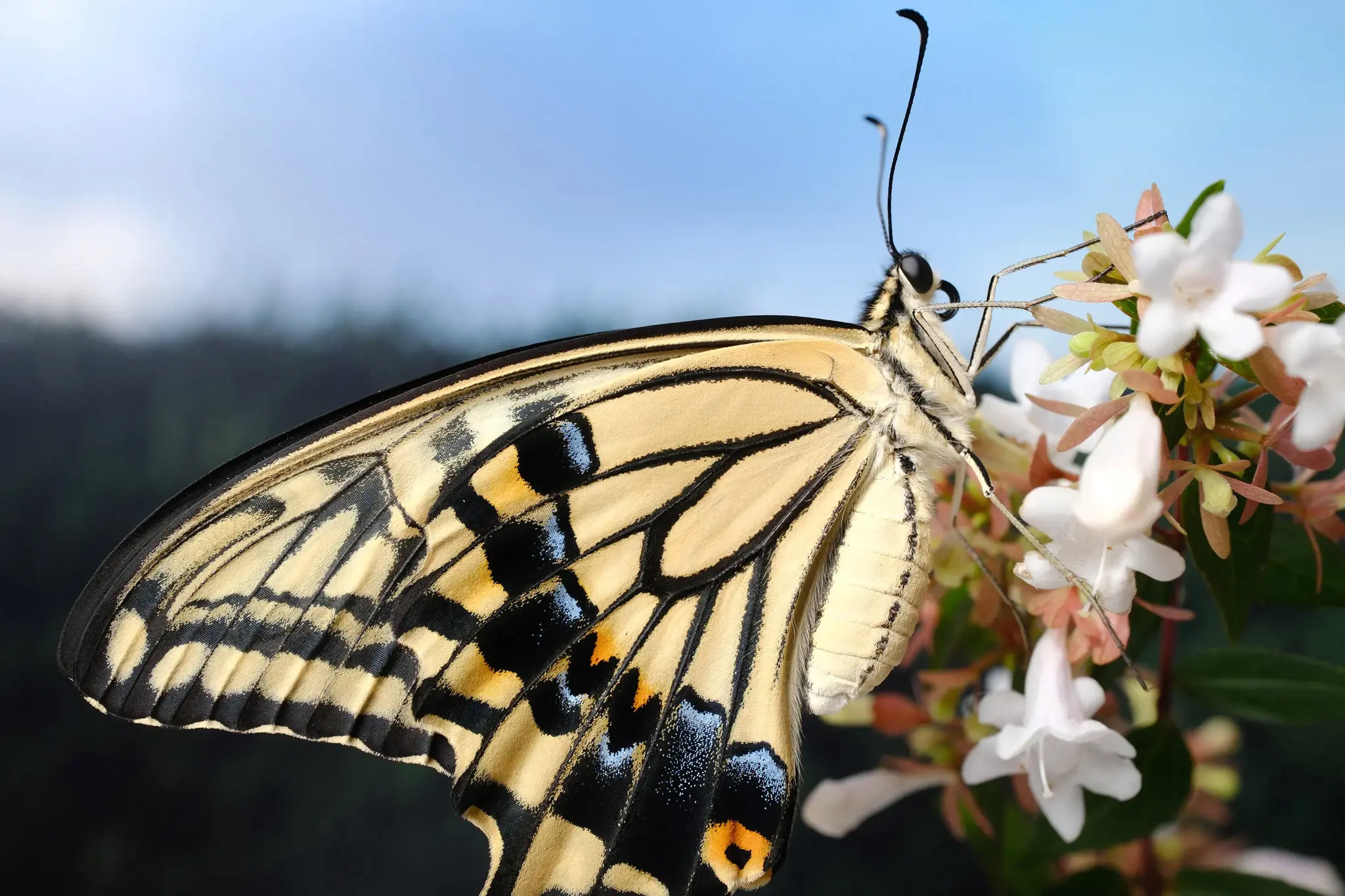 Fujifilm Fujinon XF 30mm f/2.8 R LM WR makro objektyvas