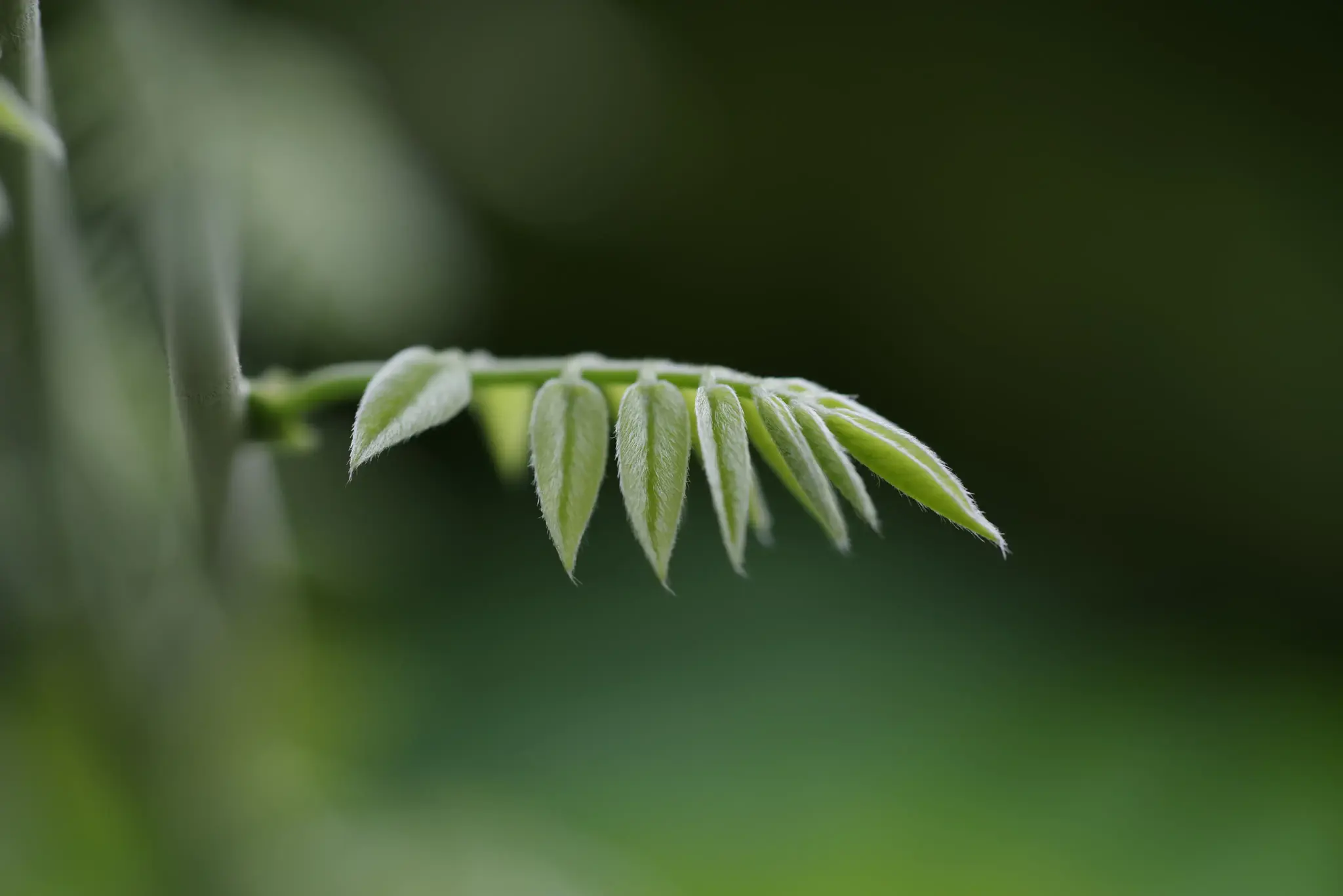 HD Pentax D-FA 100mm f/2.8 Macro ED AW objektyvas, juodas