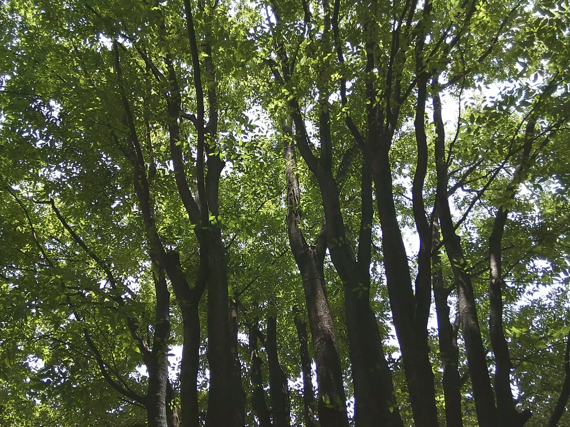 Kenko KC-AF11, green