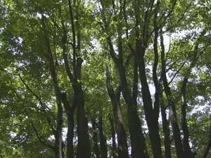 Kenko KC-AF11, green