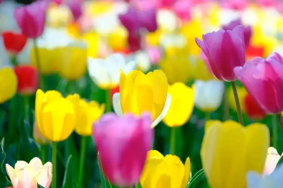 FUJIFILM FUJINON XF 18-120mm F4 LM PZ WR