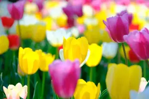 FUJIFILM FUJINON XF 18-120mm F4 LM PZ WR