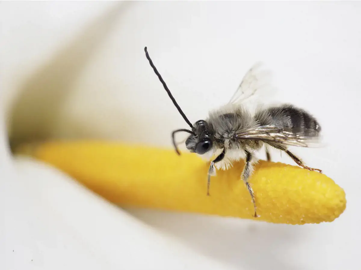 Objektyvas Olympus M.Zuiko Digital ED 30mm F3.5 Macro