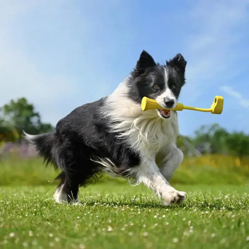 "Fetch Stick Insta360 GO 3