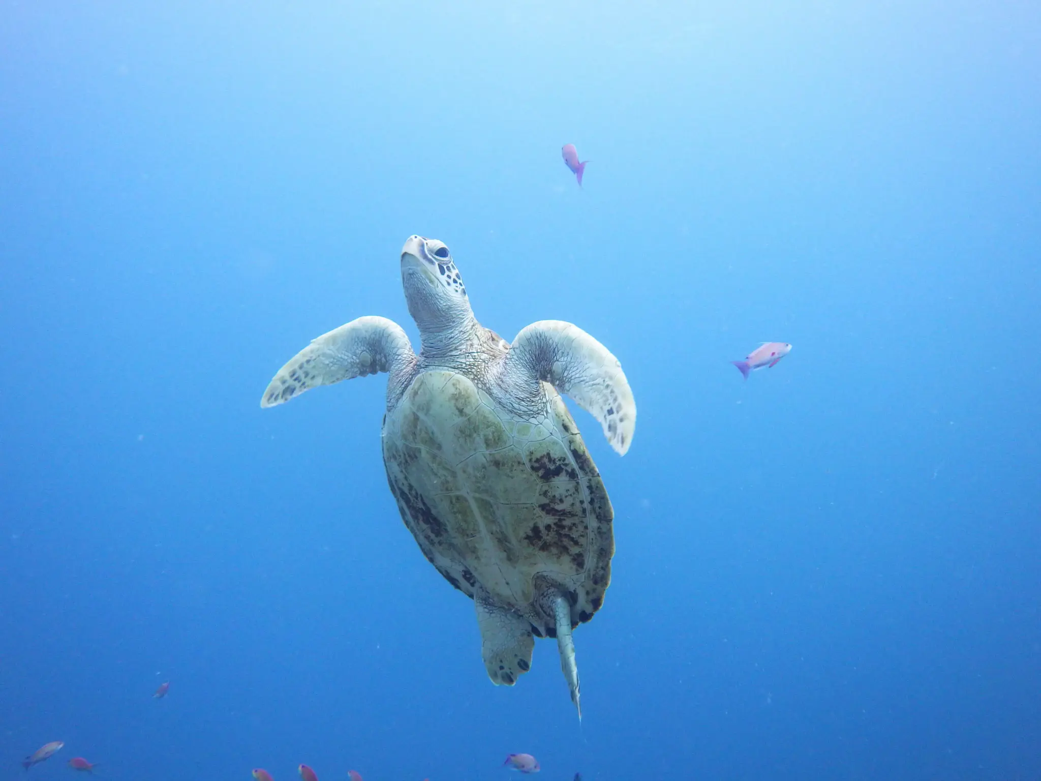 Pentax WG-90, juodos spalvos