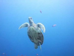 Pentax WG-90, juodos spalvos