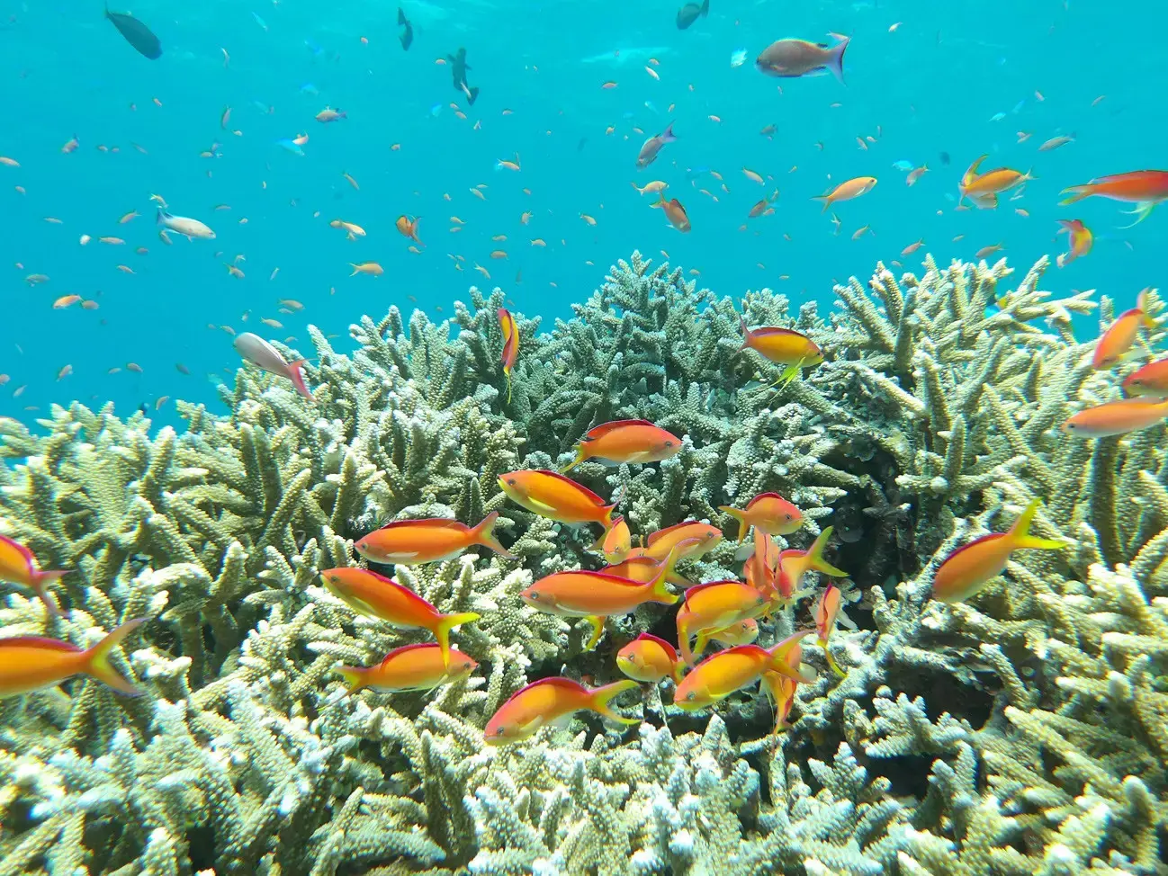 Pentax WG-1000, green