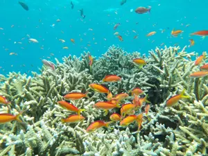 Pentax WG-1000, green